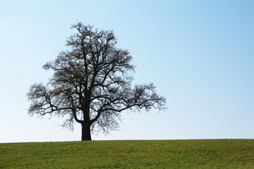 A lonely tree in countryside in Baden-Wurttemberg, Germany