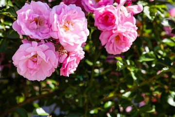 Pink climbing rose closeup.