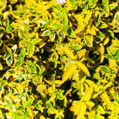 Ornamental plant with yellow and green leaves