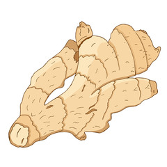 Vector colorful illustration of hand drawn ginger`s root isolated on white background. Design for spices and ginger`s products packing