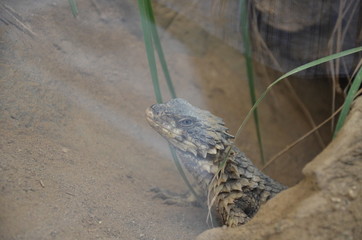 Sungazer, giant girdled lizard or giant dragon lizard or giant zonure (Smaug giganteus, syn. Cordylus giganteus)