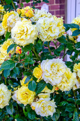 Close up of yellow roses in a residential garden.
