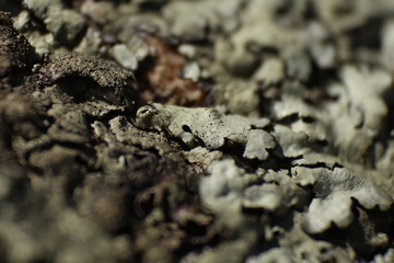 Texturas macro
