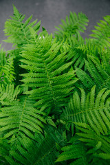 green fern leaves spring nature