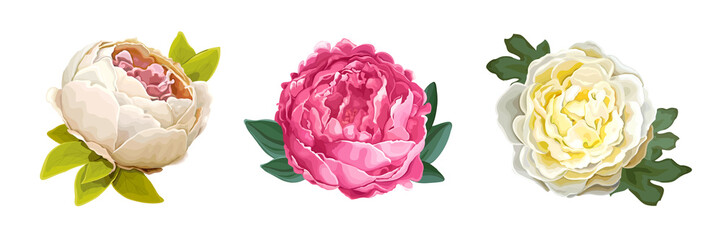 Set of three beautiful summer flowers of luxury peony isolated on a white background. Design element for floral compositions and bunches. Realistic vector illustration © ledelena