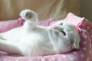 White Scottish Fold cat says "hello"  in natural window light
