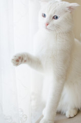 White Scottish Fold cat says "hello"  in natural window light