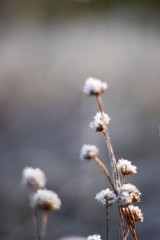 Winter Frozen Macro Shot in the morning
