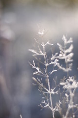 Winter Frozen Macro Shot in the morning