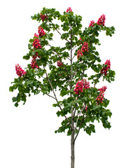 Obraz premium Młody zielony kasztanowiec (Aesculus carnea) o jasnoczerwonych kwiatach. Na białym tle