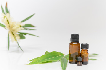 eucalyptus essential oil aroma aromatherapy with gum leaves flowers white background and copy space spa