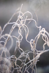 Winter Frozen Macro Shot in the morning