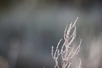 Winter Frozen Macro Shot in the morning