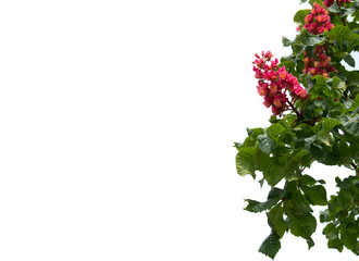Green branch of chestnut tree (Aesculus carnea) with bright red flowers. Isolated on white background. Free space for text.