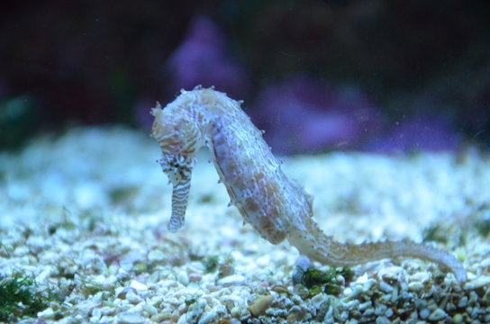 Tiny horsefish hangs in in the water of tropical sea