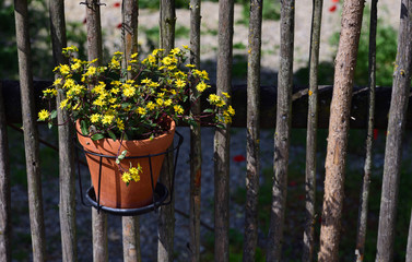 Obraz premium A clay flower pot with yellow flowers hangs decoratively on a simple rustic wooden fence