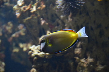 Fototapeta na wymiar Tropical fish in aquarium, Frankfurt am Main (Germany)