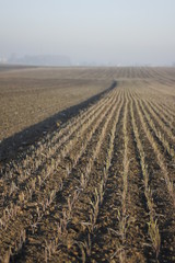 Frozen fields - stringtime agricultural image