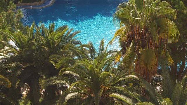 Close-up of palm trees and pool, view of palm trees and pool from above.