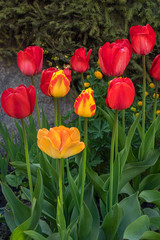 yellow and red tulips tulips on a flowerbed in a spring garden. Beautiful spring flowers