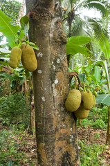 Zanzibar Tanzania 14/08/2010:  Bread tree