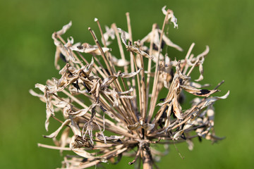 Skeleton/framework of a dead flower against a dark green blurred background
