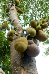Zanzibar Tanzania 14/08/2010:  Bread tree
