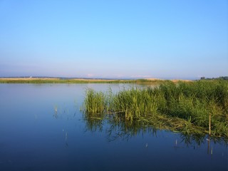 reeds on the lake