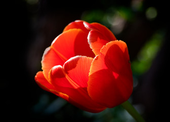 Tulip Dow Jones