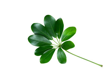 Exotic plant leaf isolated on white background.