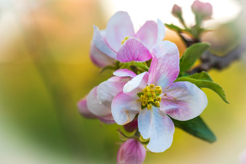 Fototapeta na wymiar apple blossom