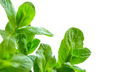 fresh green mint close up isolated on white background with copy space