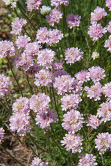 The sea thrift (Armeria maritima) plant blooming in spring
