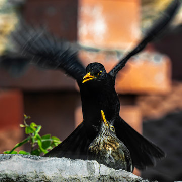 Cortejo de una pareja de mirlos en primavera