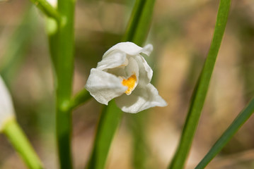 Fototapeta premium Cephalanthera longifolia