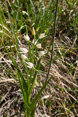 Cephalanthera longifolia