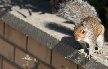 Close-up of a grey-brown squirrel on a wall looking into the camera
