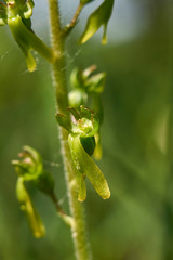 Neottia ovata