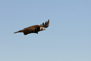 Black vulture flying, Aegypius monachus