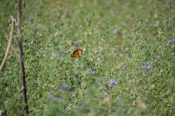 Medicago sativa, alfalfa, lucerne in bloom - close up. Alfalfa is the most cultivated forage legume in the world and has been used as an herbal medicine since ancient times.