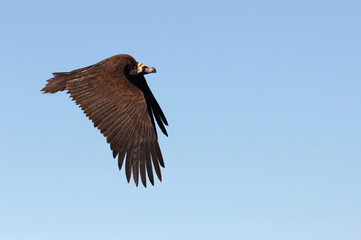 Black vulture with the first light of the morning, scavenger, Aegypius monachus