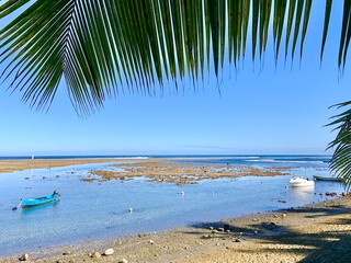 Fototapeta na wymiar palm trees on the beach, Bassin Pirogue, Reunion island 