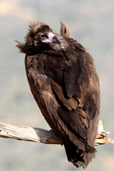 Black vulture with the first light of day