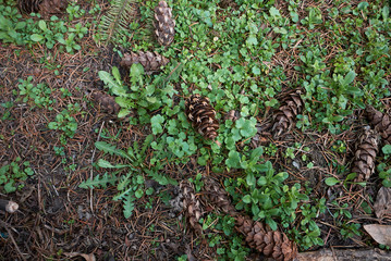 Pseudotsuga menziesii