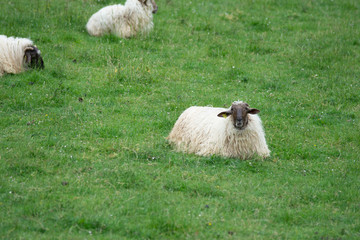 sheeps lying on the grass