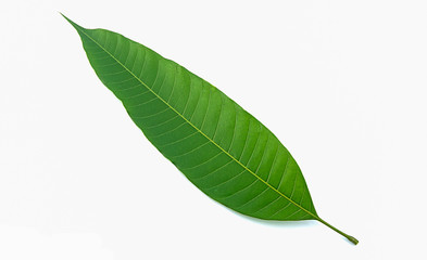 mango leaf on white background,isolated