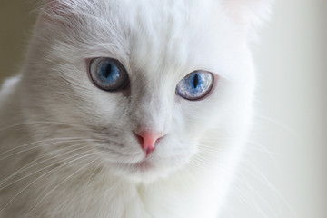 White Scottish White cat with blue eyes in natural window light
