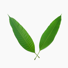 mango leaves isolated on a white