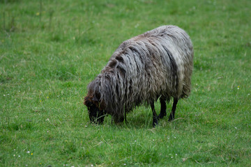 sheeps grazing on the mountains