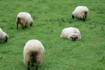 sheeps grazing on the mountains